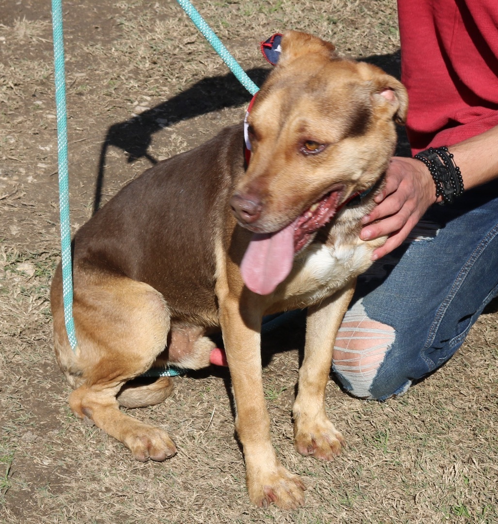 Enlarge Picasso, a Adoptable mixed breed in Bandera, TX image 4/4