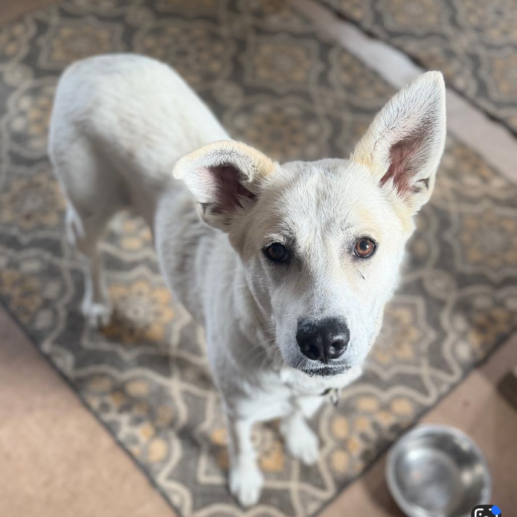 Enlarge Claire, a Adoptable mixed breed in La Grange, KY image 1/6