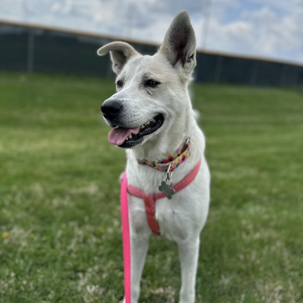 Claire, a Adoptable mixed breed in La Grange, KY image 1/6