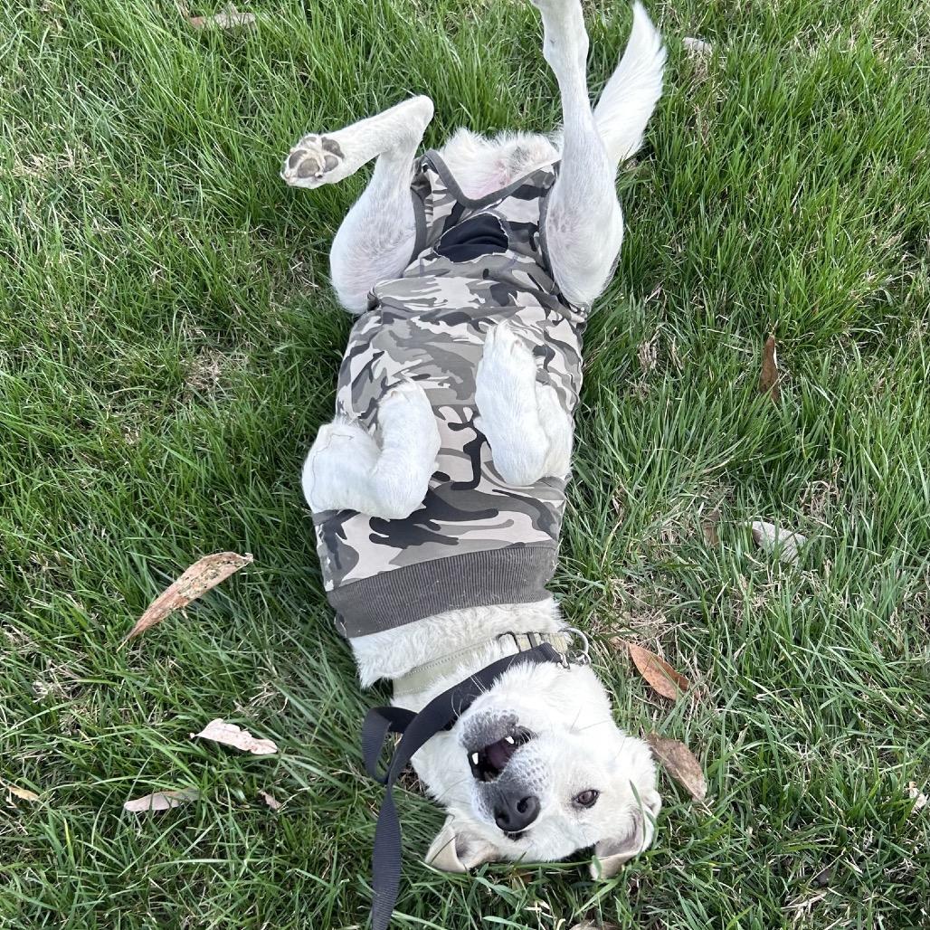 Enlarge Claire, a Adoptable mixed breed in La Grange, KY image 4/6