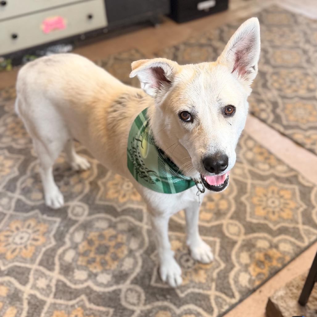 Enlarge Claire, a Adoptable mixed breed in La Grange, KY image 5/6