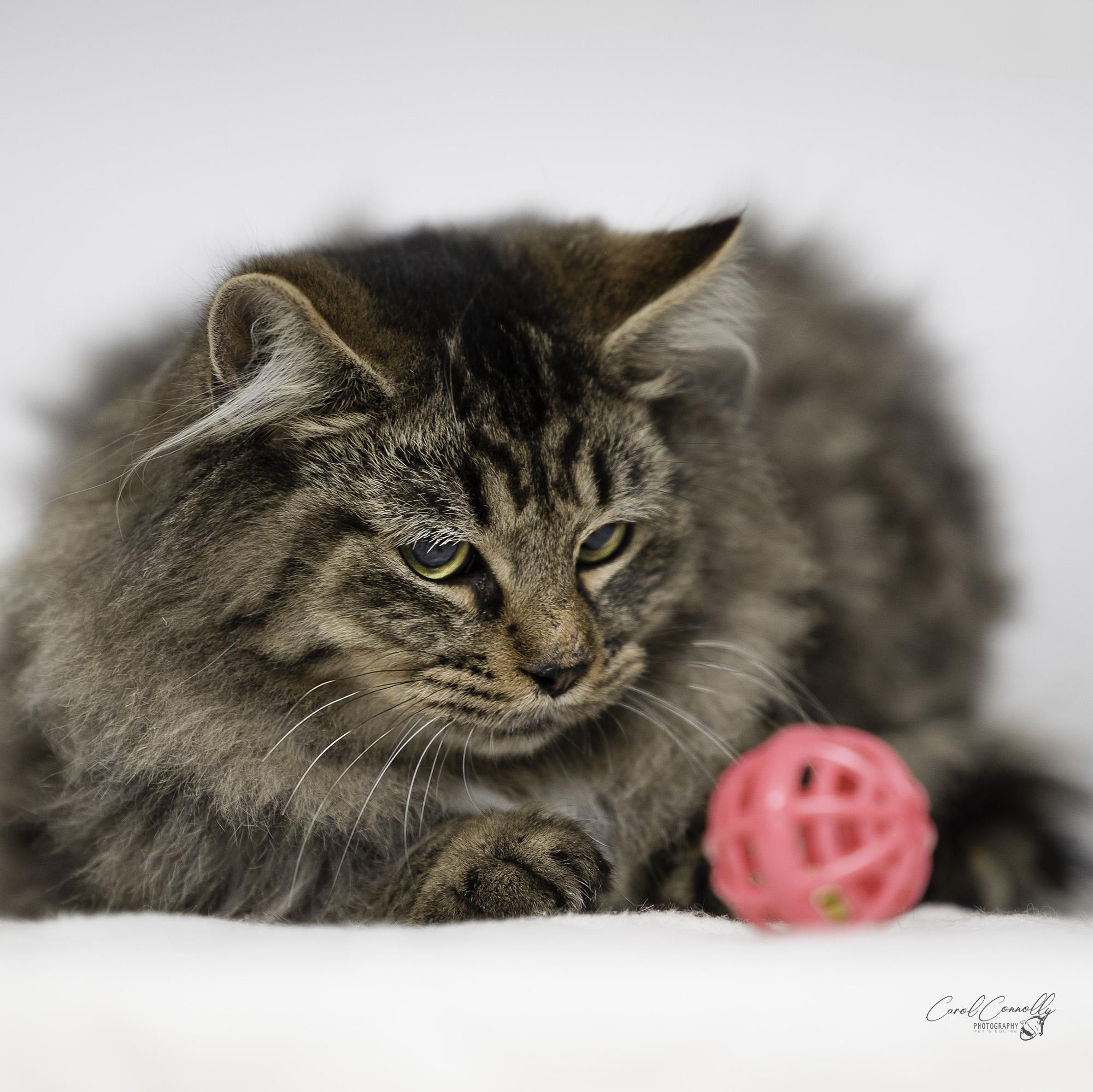 Butterscotch, a Adoptable Domestic Long Hair in Wakefield, QC image 3/4