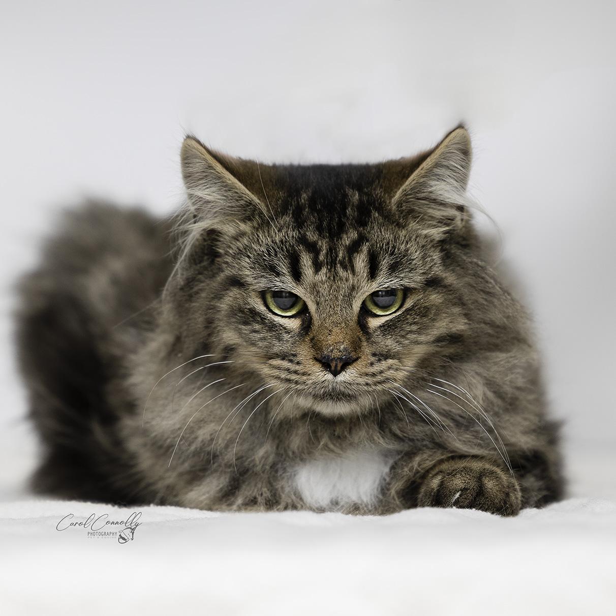 Butterscotch, a Adoptable Domestic Long Hair in Wakefield, QC image 1/4