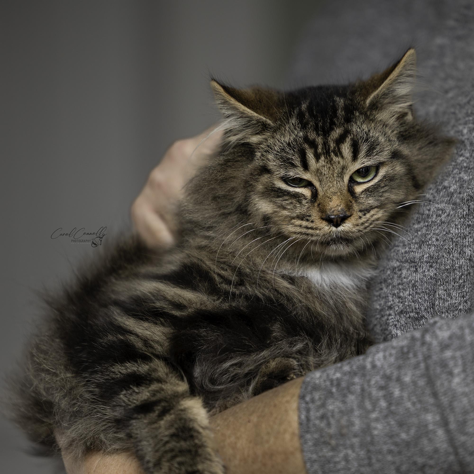 Butterscotch, a Adoptable Domestic Long Hair in Wakefield, QC image 4/4