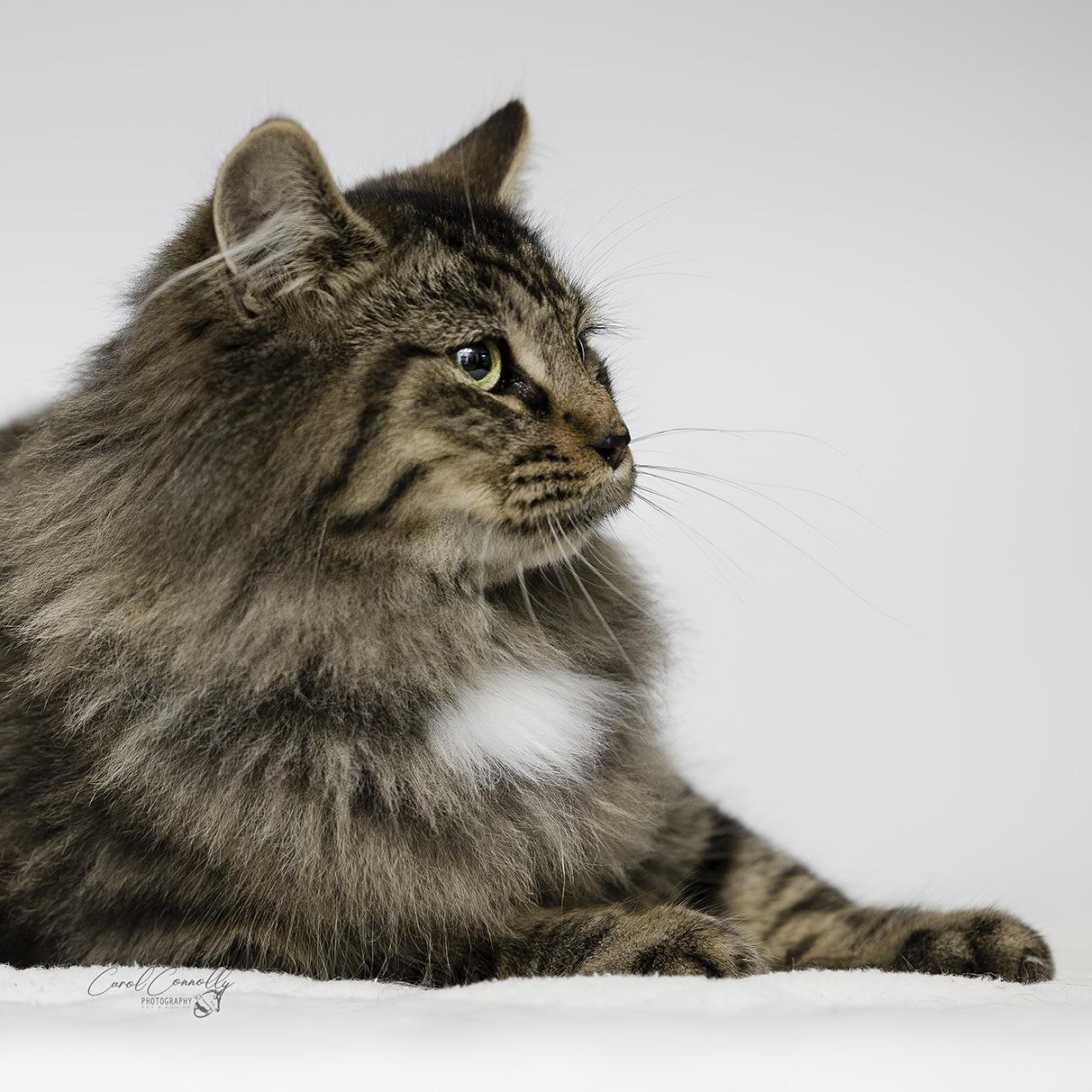 Butterscotch, a Adoptable Domestic Long Hair in Wakefield, QC image 2/4