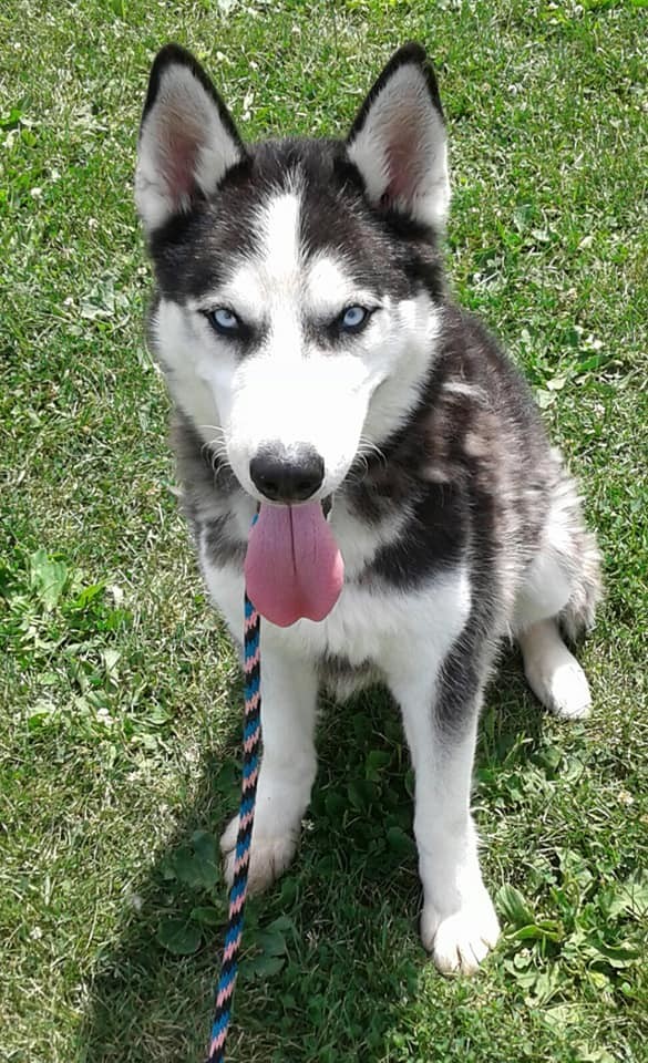 Enlarge Walker, a Adoptable mixed breed in Harvard, IL image 3/6
