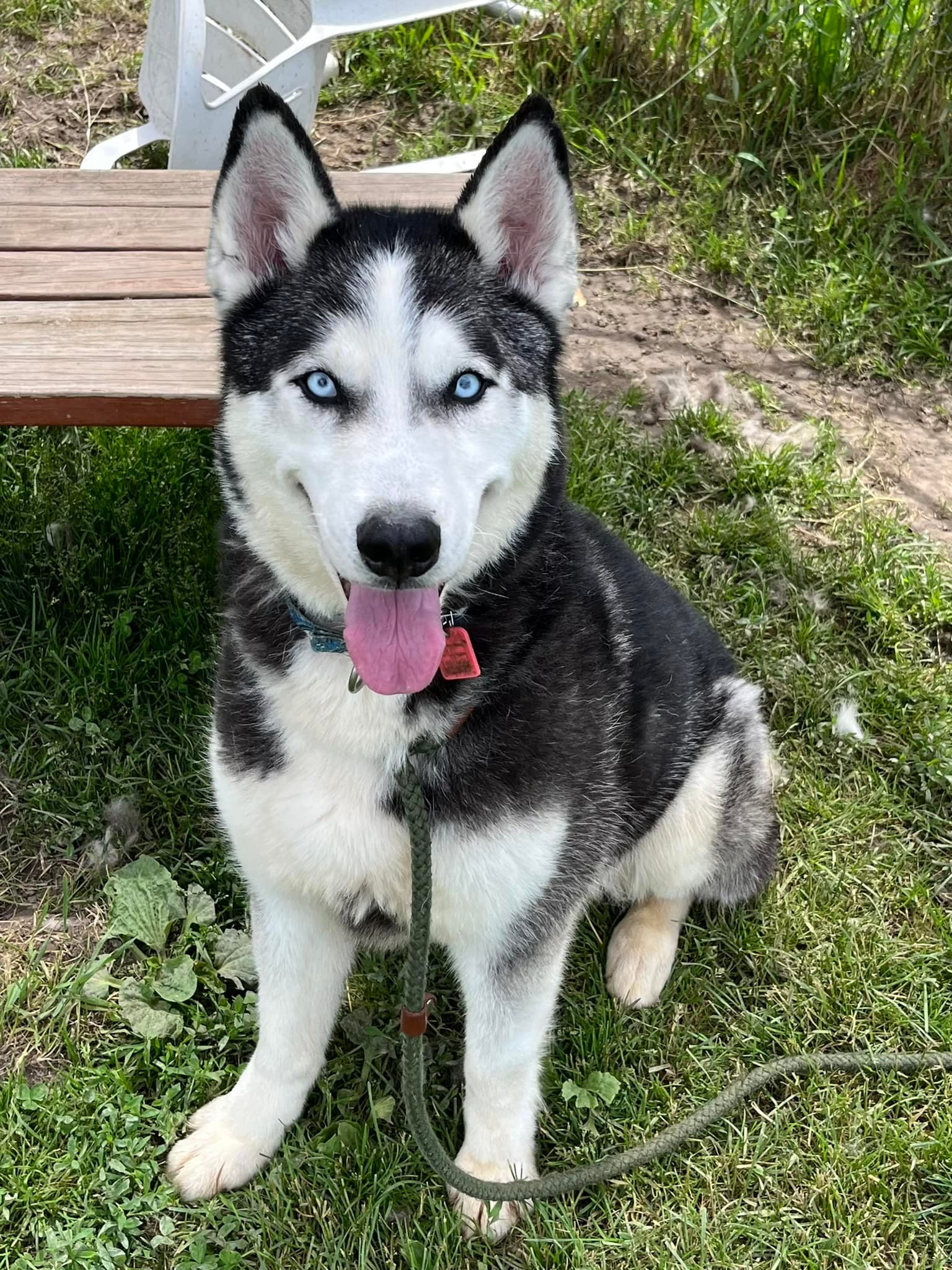 Enlarge Walker, a Adoptable mixed breed in Harvard, IL image 6/6