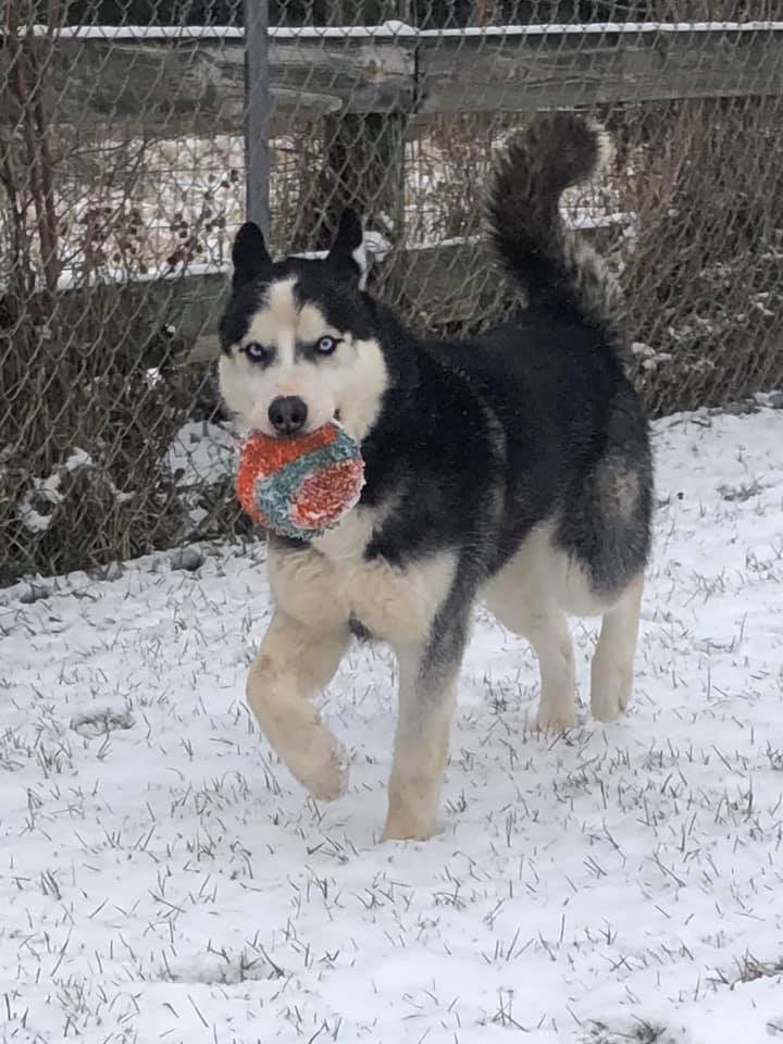 Enlarge Walker, a Adoptable mixed breed in Harvard, IL image 2/6