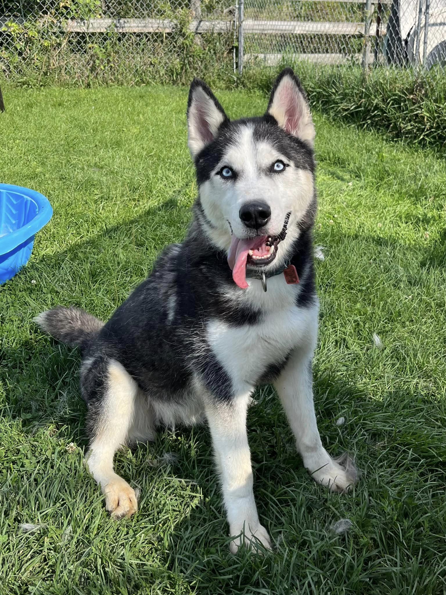 Enlarge Walker, a Adoptable mixed breed in Harvard, IL image 1/6