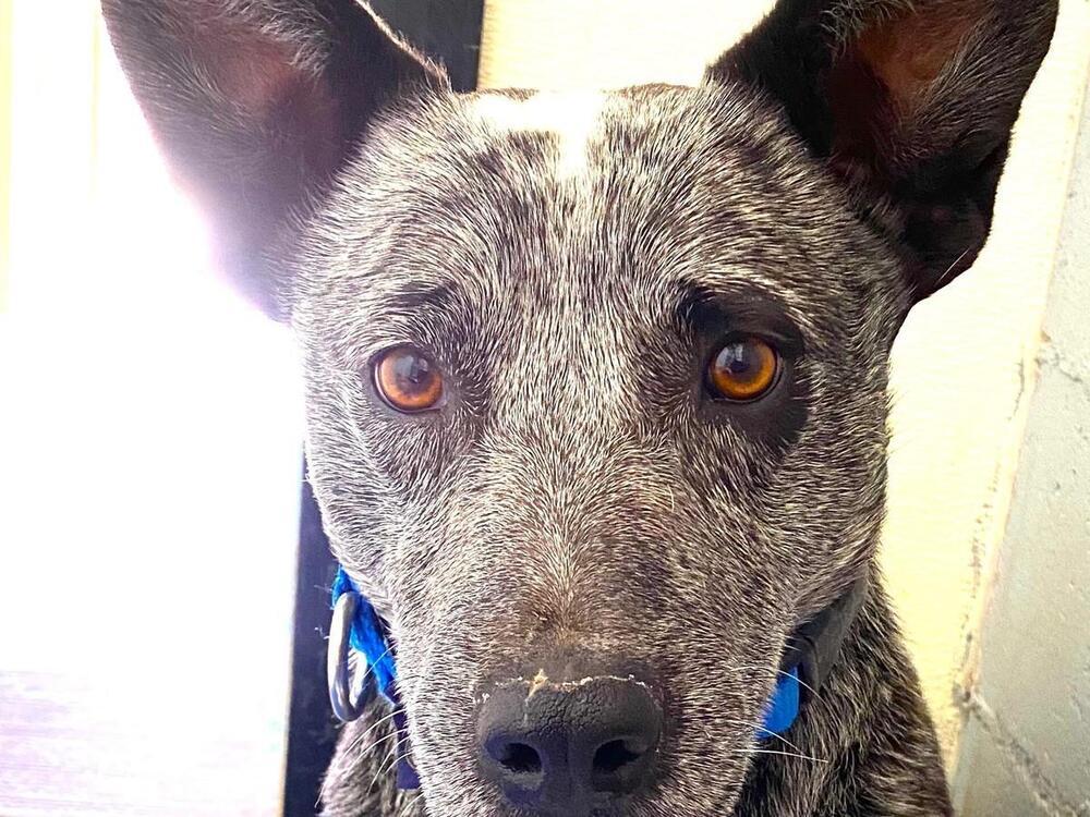 Enlarge Paw Paw, a Adoptable Australian Cattle Dog / Blue Heeler in Mountainair, NM image 2/4