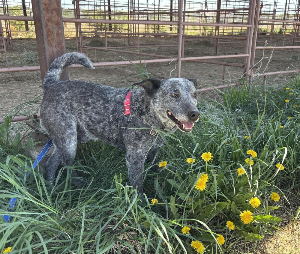 Enlarge Paw Paw, a Adoptable Australian Cattle Dog / Blue Heeler in Mountainair, NM image 4/4