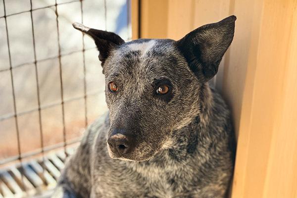 Paw Paw, a Adoptable Australian Cattle Dog / Blue Heeler in Mountainair, NM image 2/6