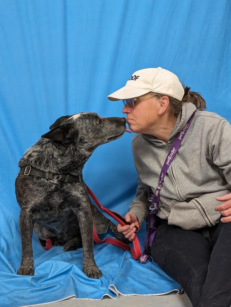 Paw Paw, a Adoptable Australian Cattle Dog / Blue Heeler in Mountainair, NM image 3/6