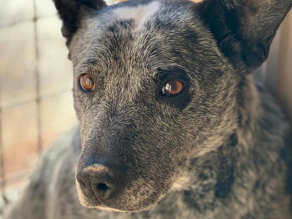 Paw Paw, a Adoptable Australian Cattle Dog / Blue Heeler in Mountainair, NM image 4/6