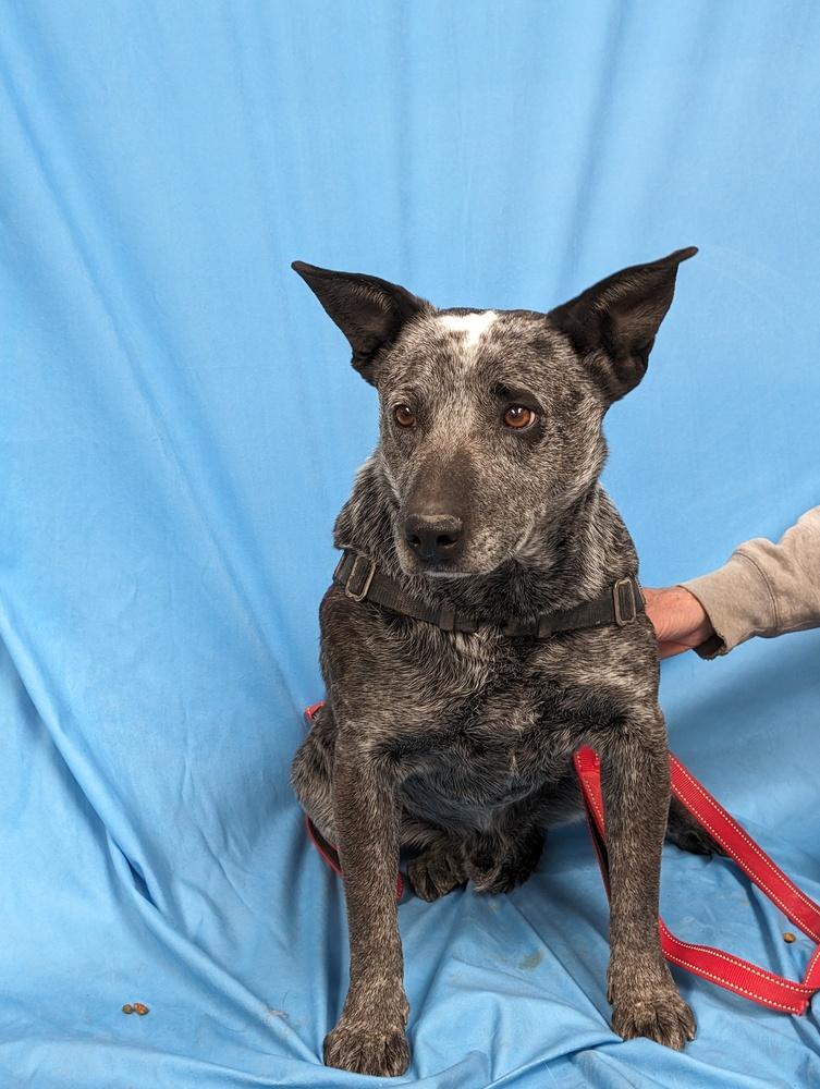Paw Paw, a Adoptable Australian Cattle Dog / Blue Heeler in Mountainair, NM image 5/6