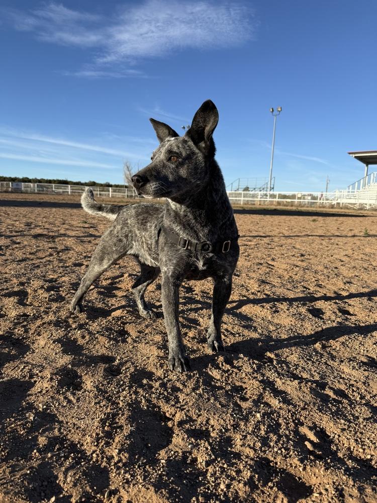 Paw Paw, a Adoptable Australian Cattle Dog / Blue Heeler in Mountainair, NM image 6/6
