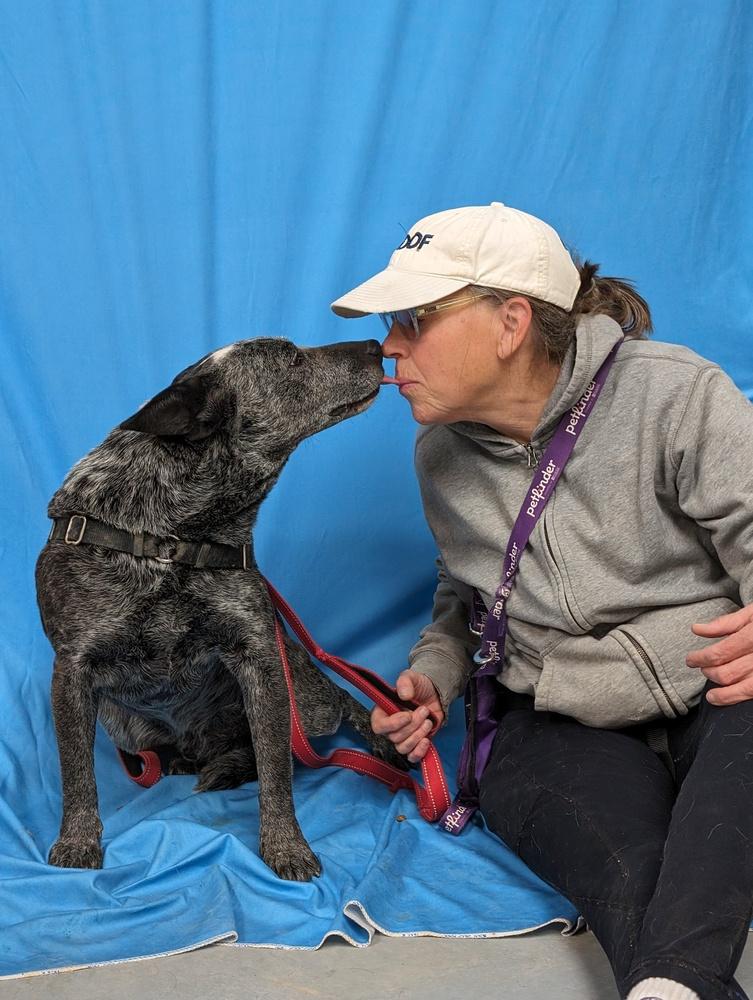 Paw Paw, a Adoptable Australian Cattle Dog / Blue Heeler in Mountainair, NM image 6/6