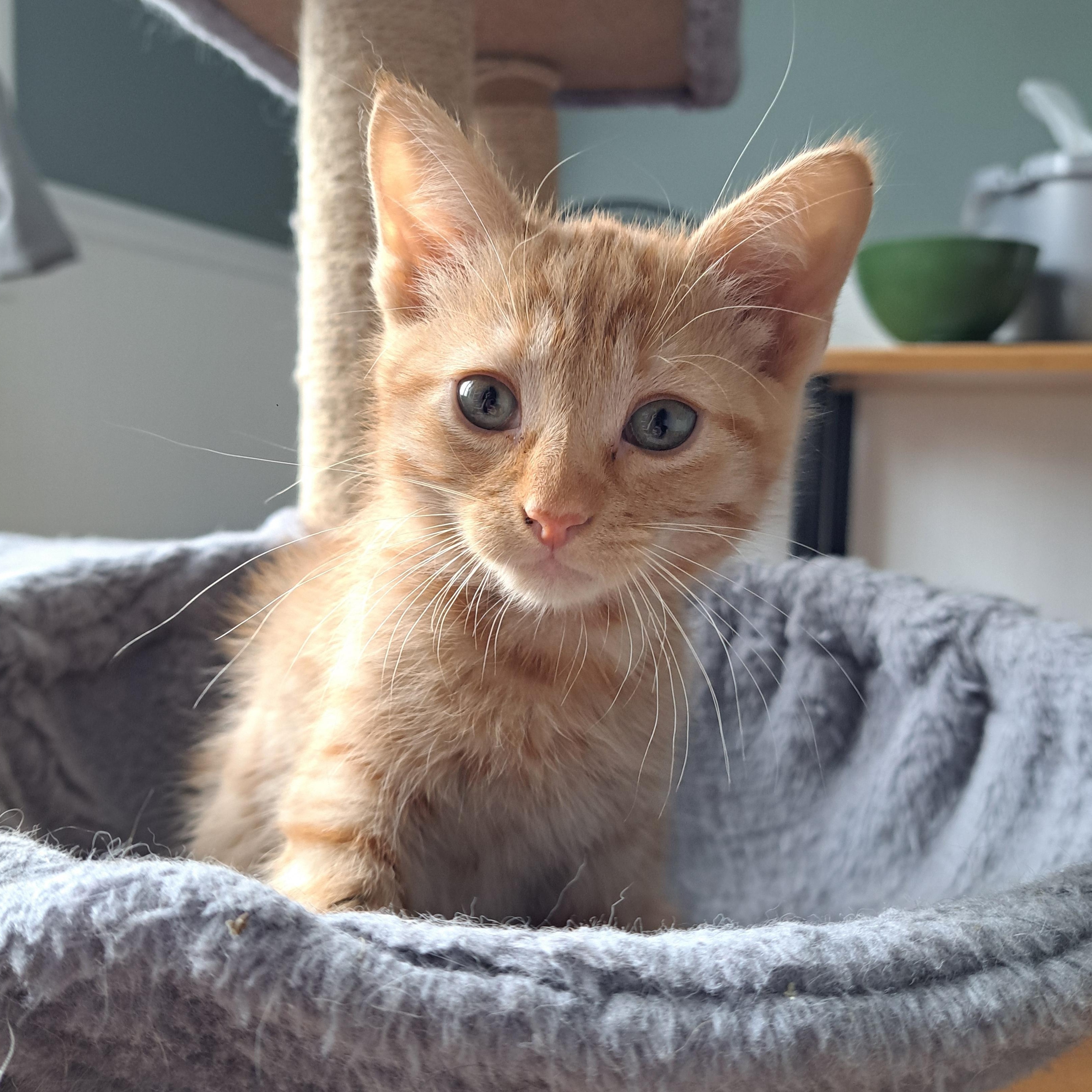 TAMTAM (FA/FF), an adopted Domestic Short Hair in Sainte-Angele-de-Monnoir, QC image 1/4