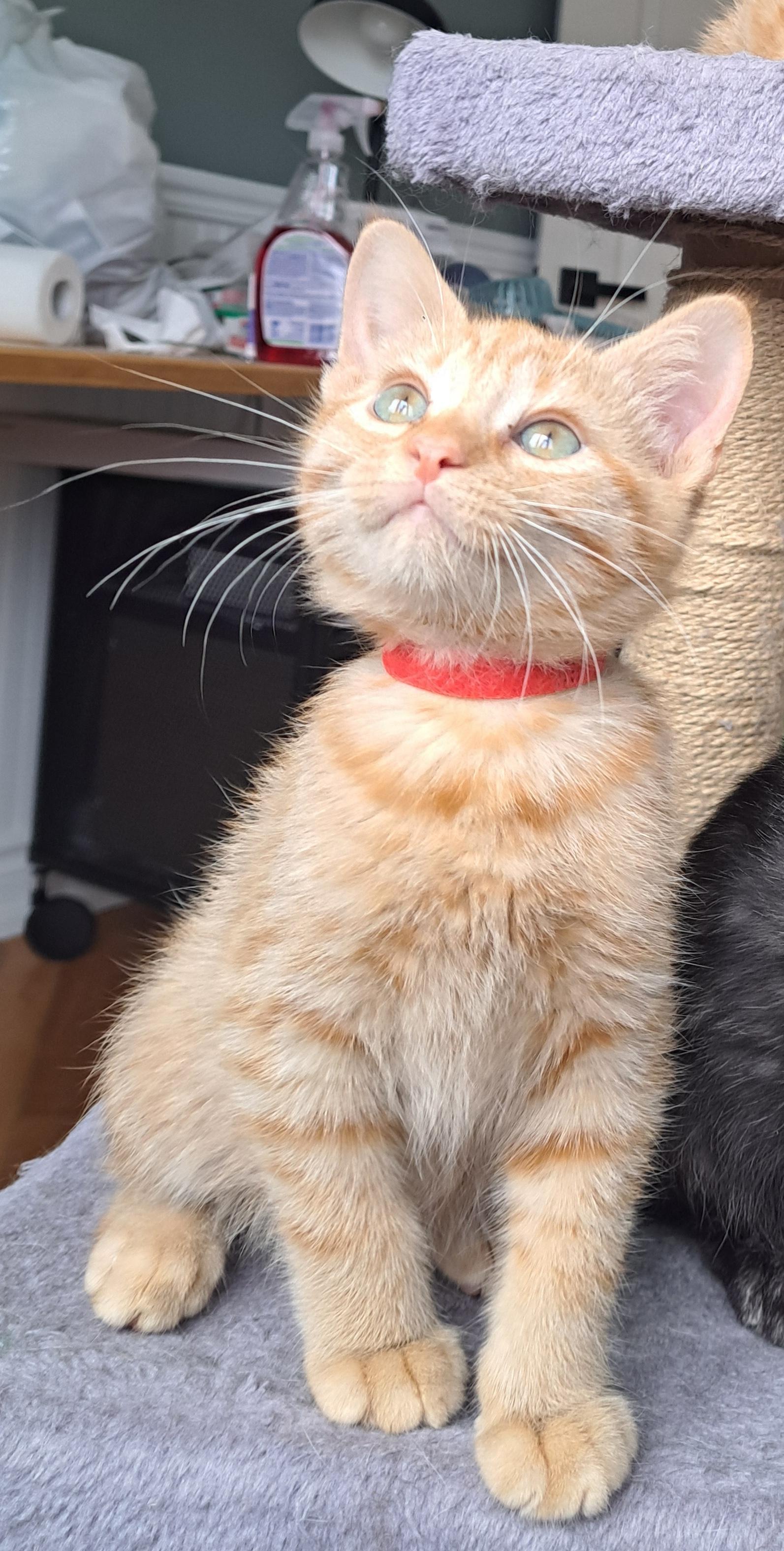 TAMTAM (FA/FF), an adopted Domestic Short Hair in Sainte-Angele-de-Monnoir, QC image 3/4