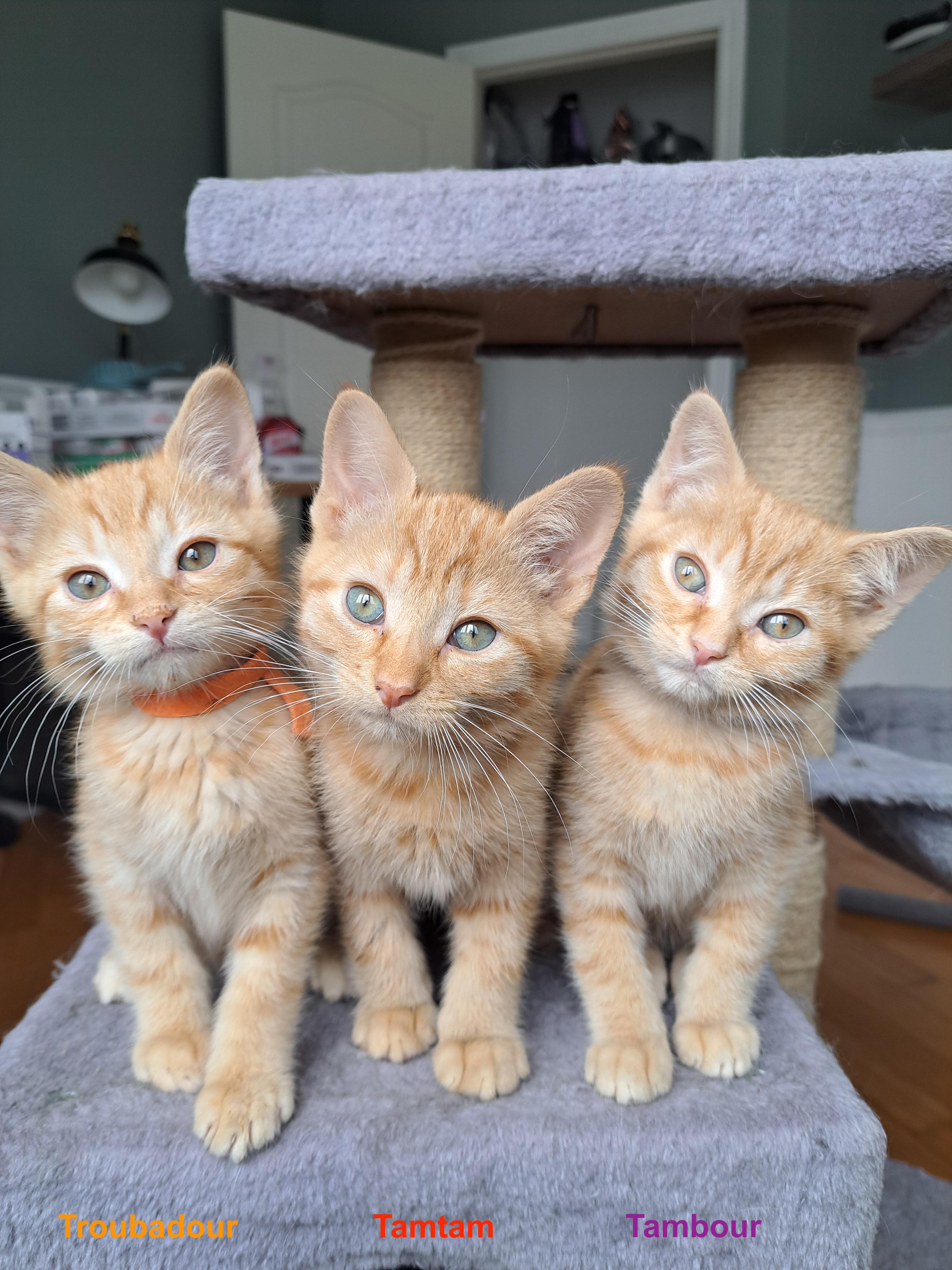 TAMTAM (FA/FF), an adopted Domestic Short Hair in Sainte-Angele-de-Monnoir, QC image 2/4