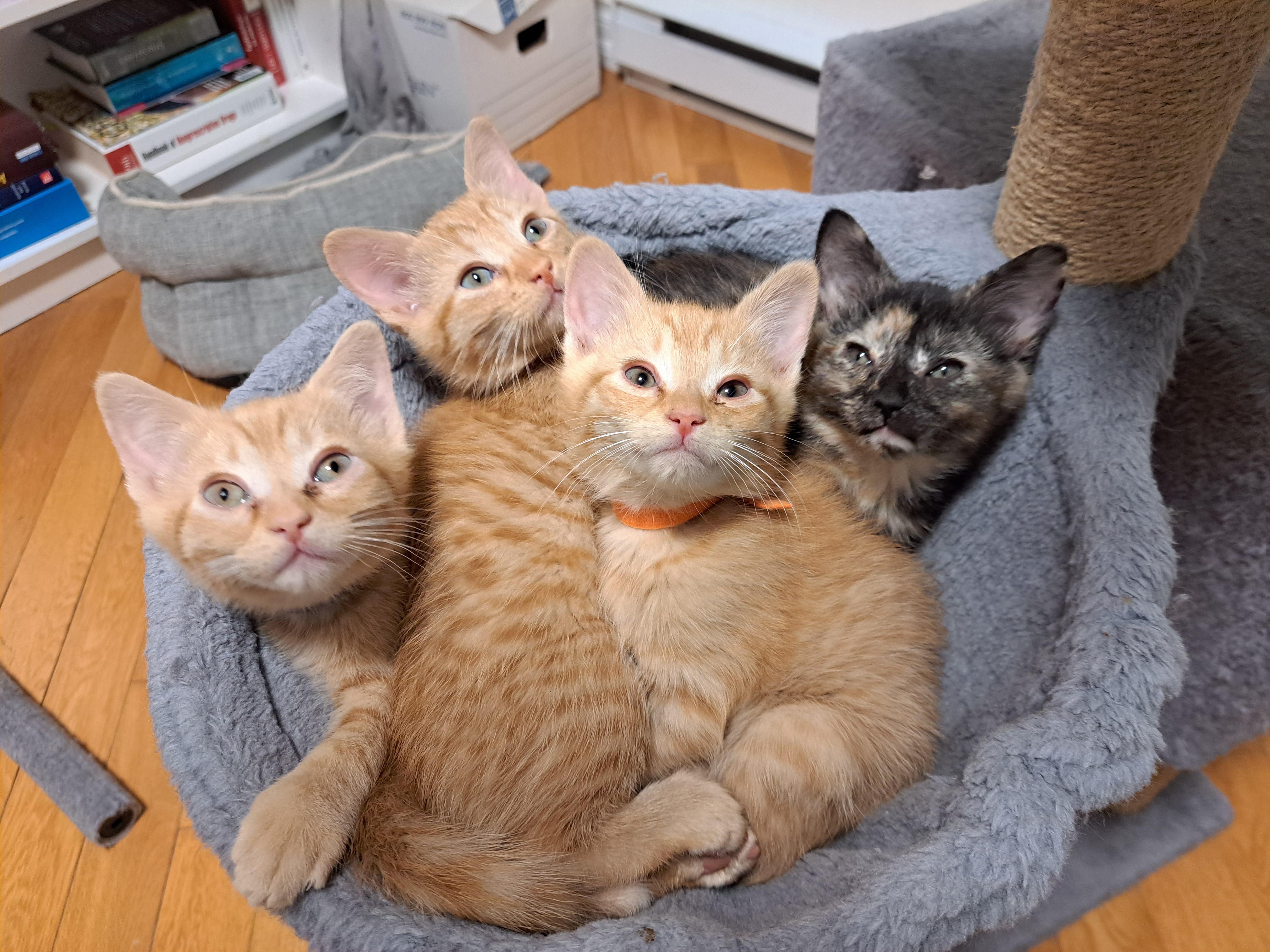 TAMTAM (FA/FF), an adopted Domestic Short Hair in Sainte-Angele-de-Monnoir, QC image 4/4