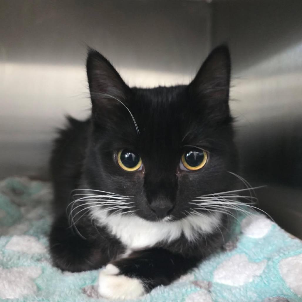 Enlarge Joan Jett, a Adoptable Domestic Long Hair in Richmond Hill, GA image 1/3