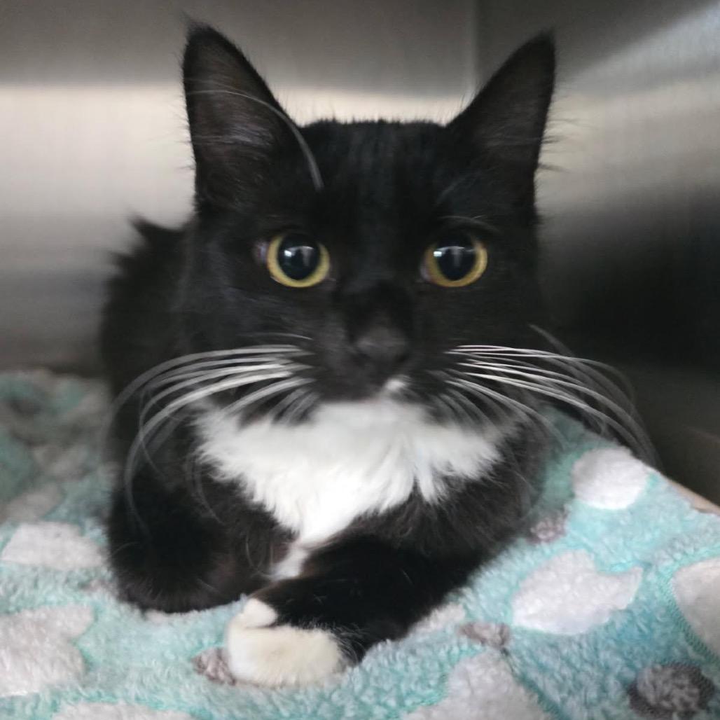 Enlarge Joan Jett, a Adoptable Domestic Long Hair in Richmond Hill, GA image 2/3