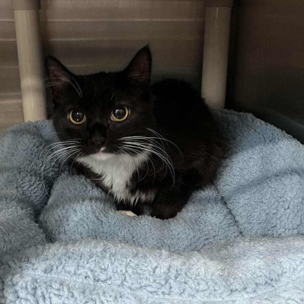 Enlarge Joan Jett, a Adoptable Domestic Long Hair in Richmond Hill, GA image 3/3