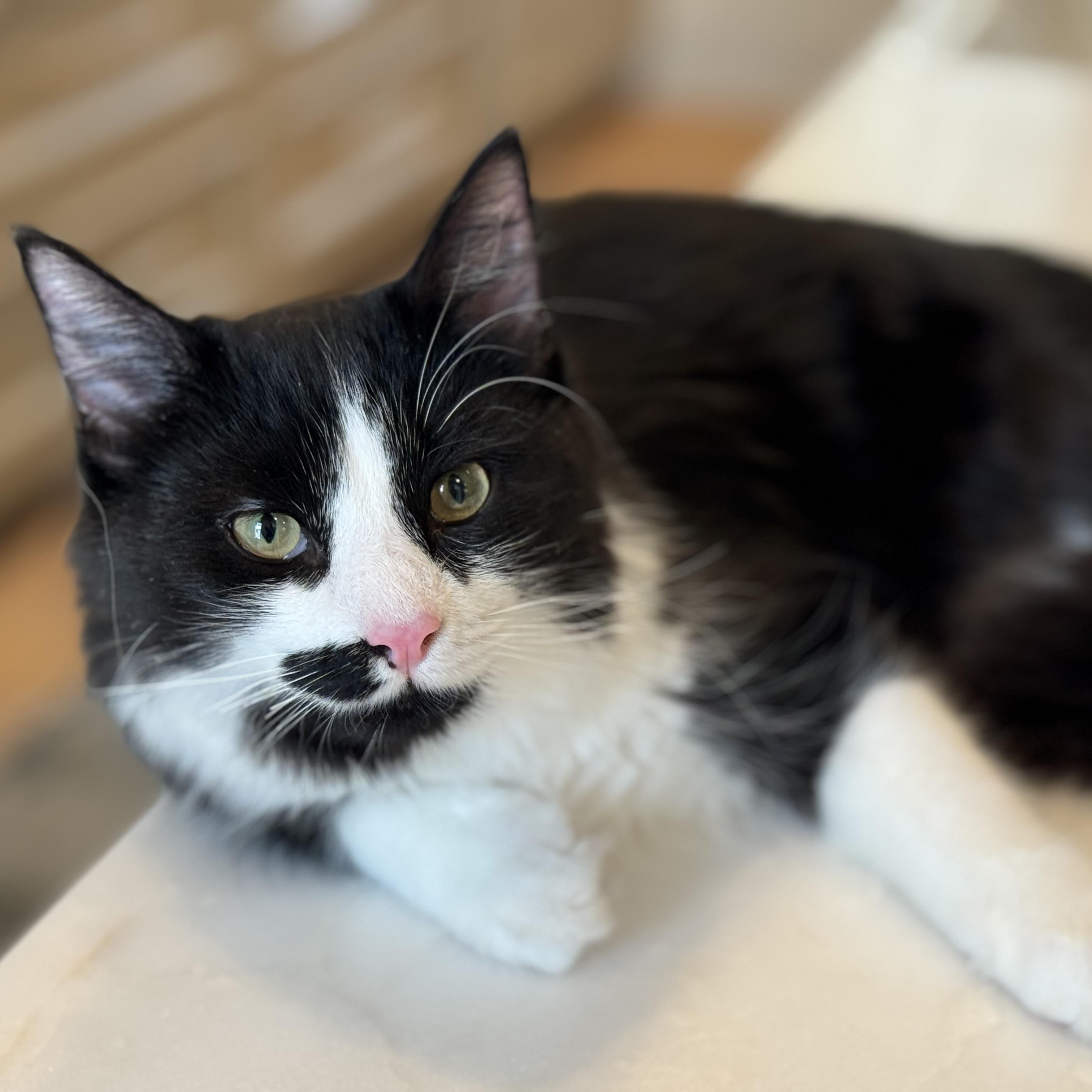 Tut, adopted, Kitten Male Domestic Medium Hair.