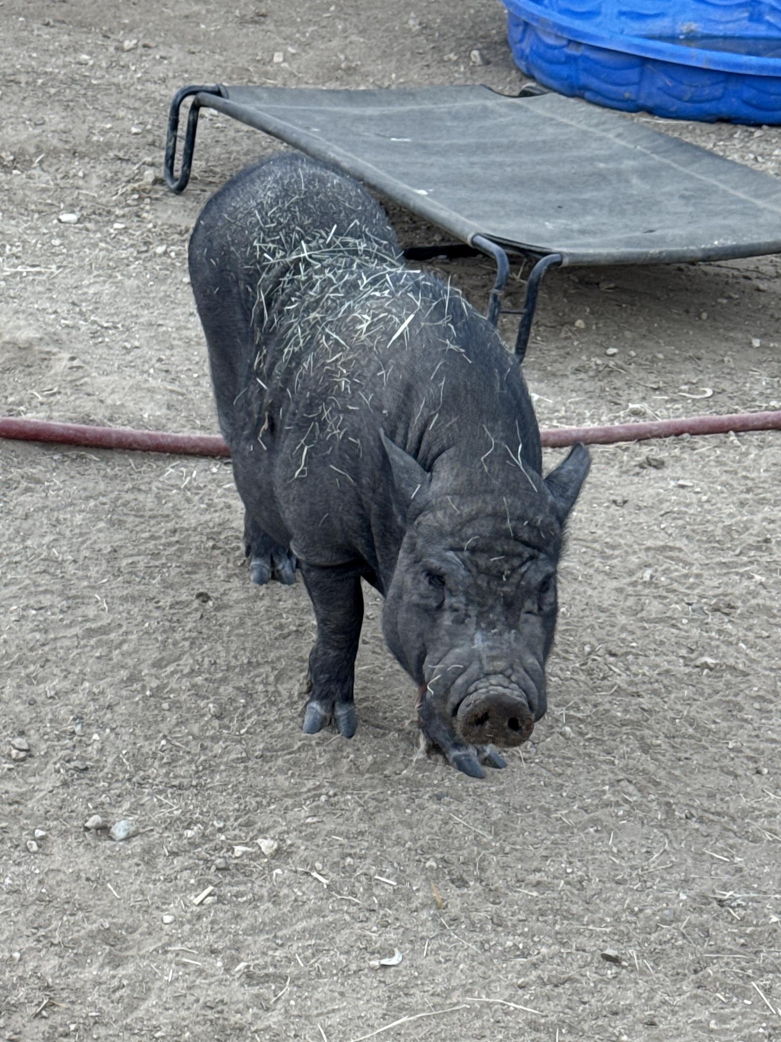 Hank, Adoptable, Young Male Pig.