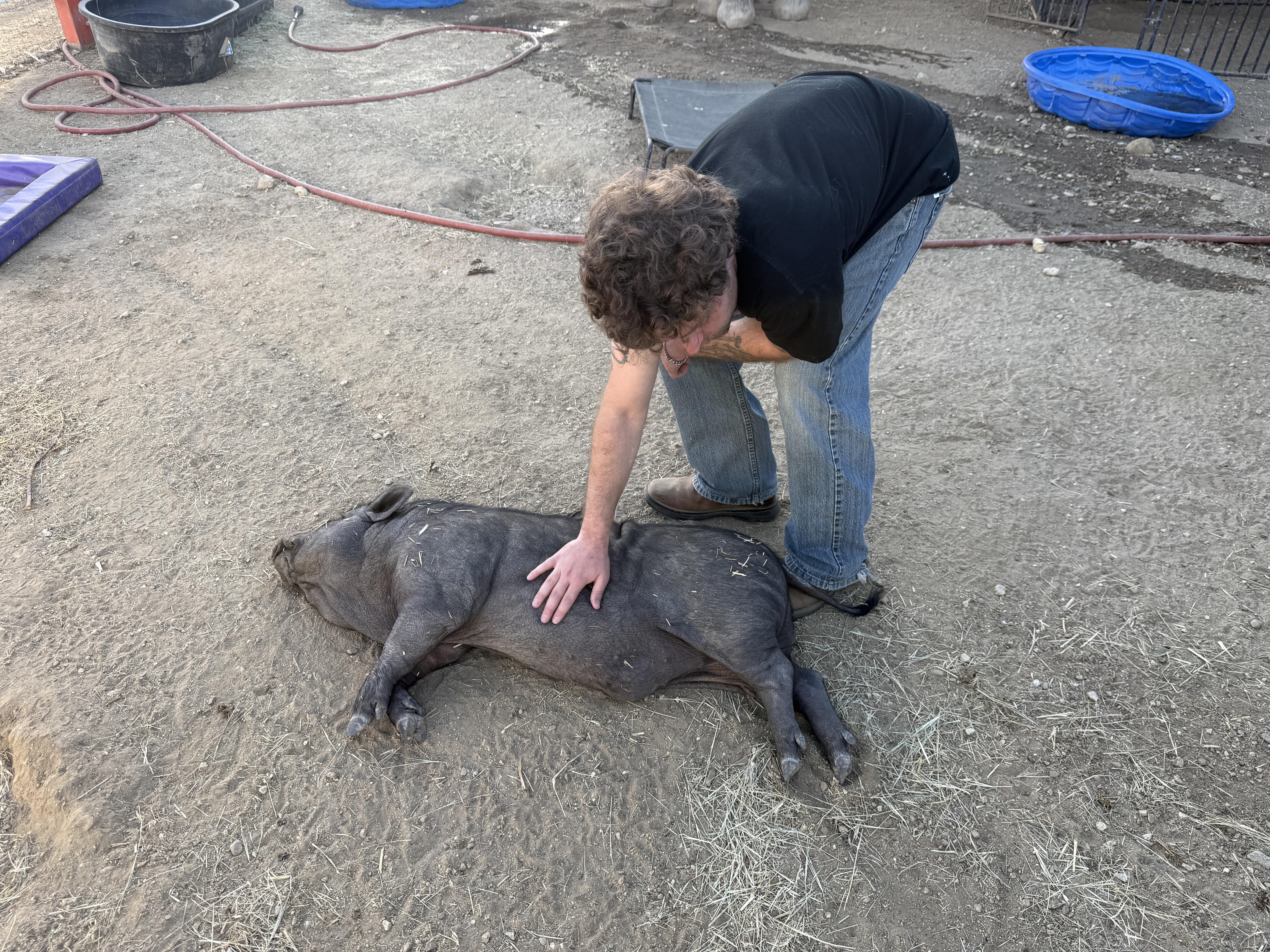 Enlarge Hank, a Adoptable Pig in Redlands, CA image 2/3