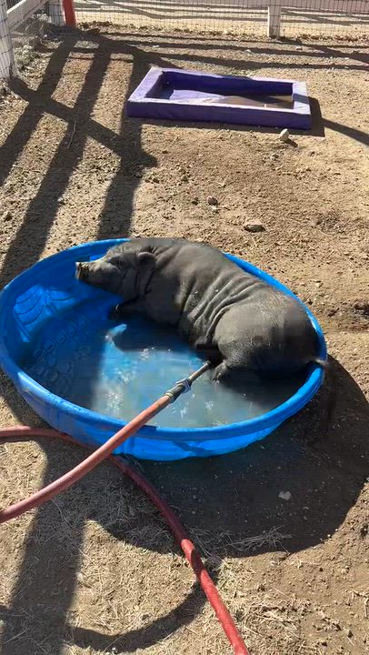 Enlarge Hank, a Adoptable Pig in Redlands, CA video 3/3