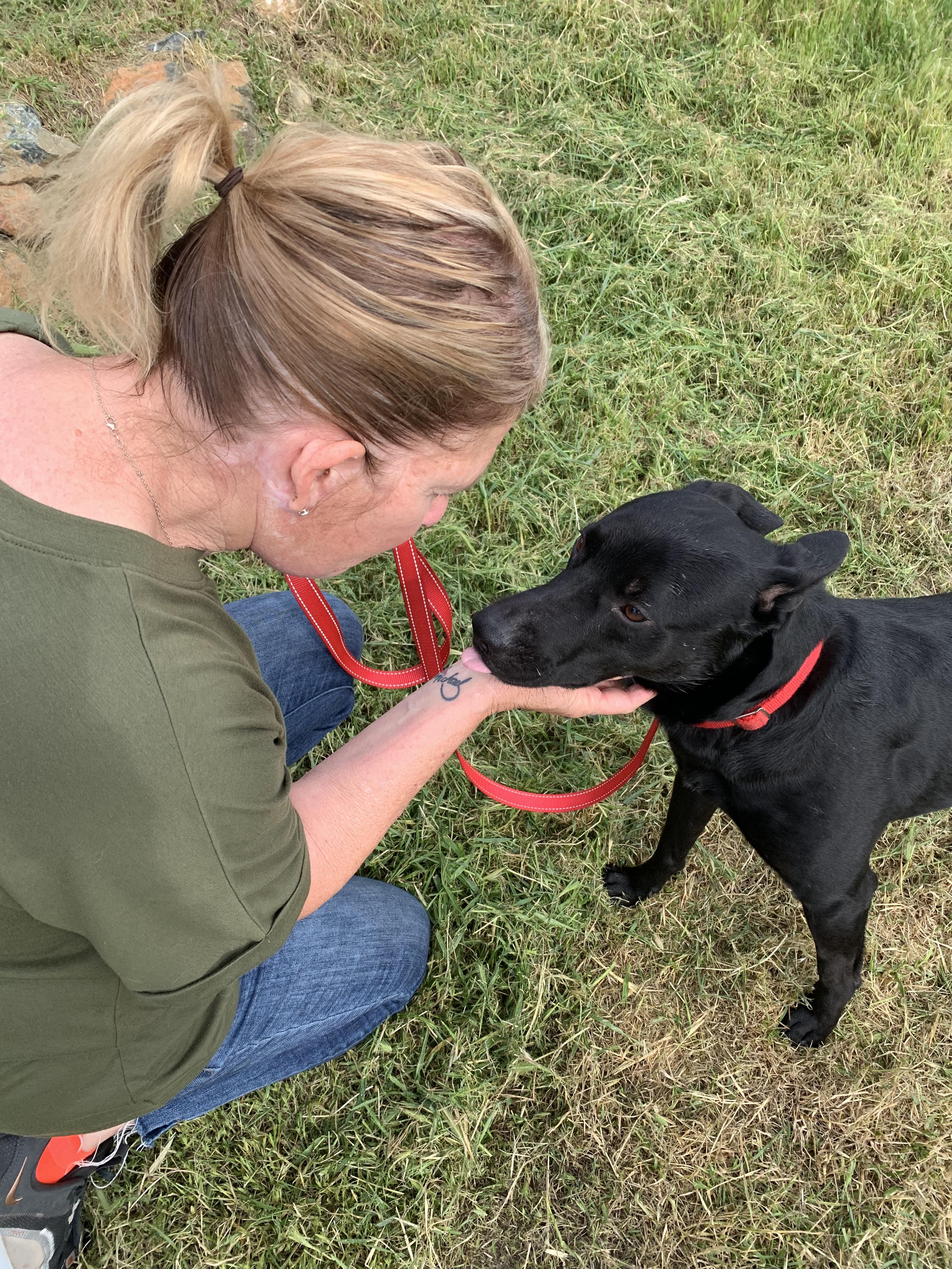 Enlarge Getz, a ADOPTABLE mixed breed in Grass Valley, CA image 6/6