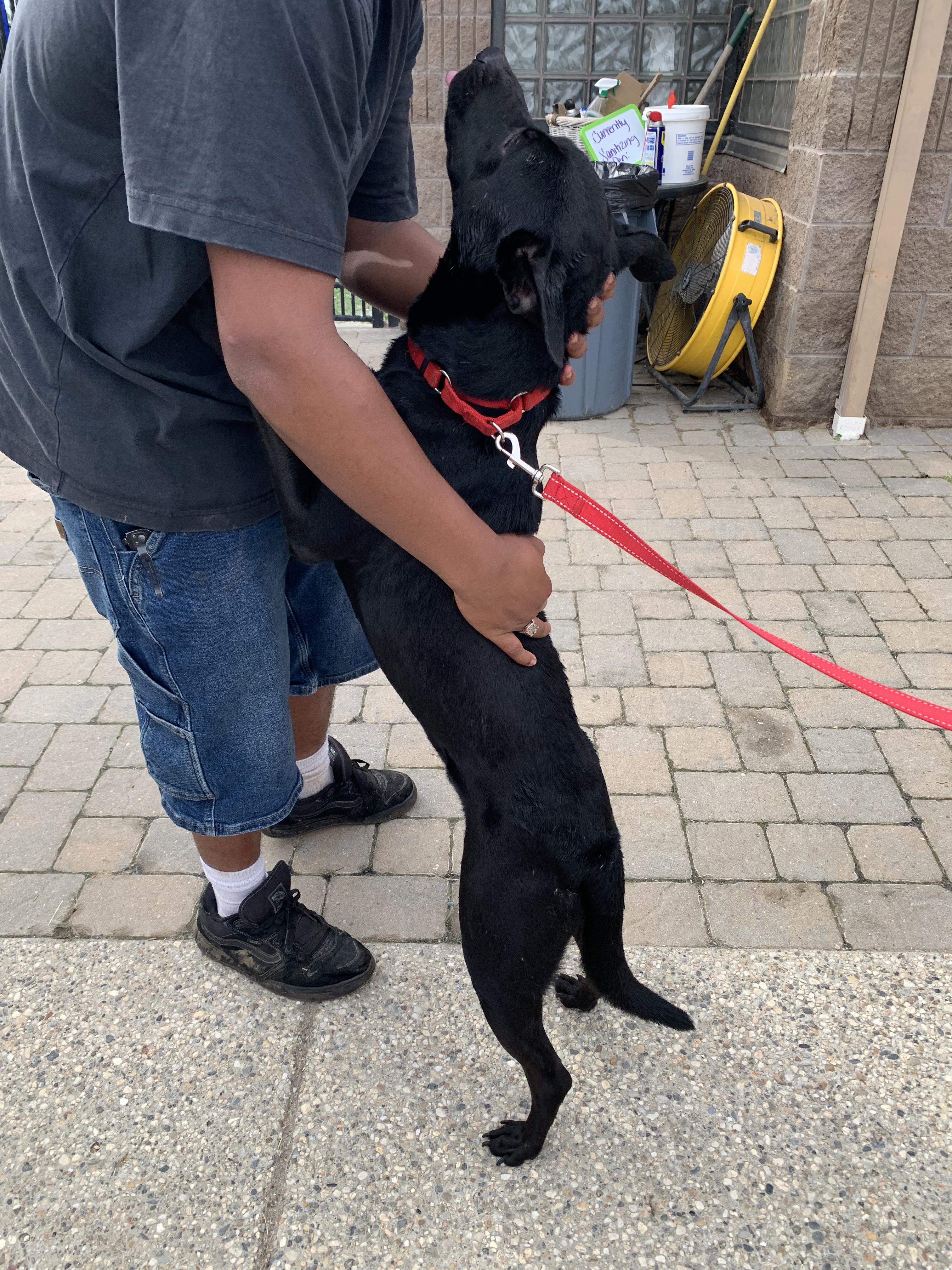 Enlarge Getz, a ADOPTABLE mixed breed in Grass Valley, CA image 5/6