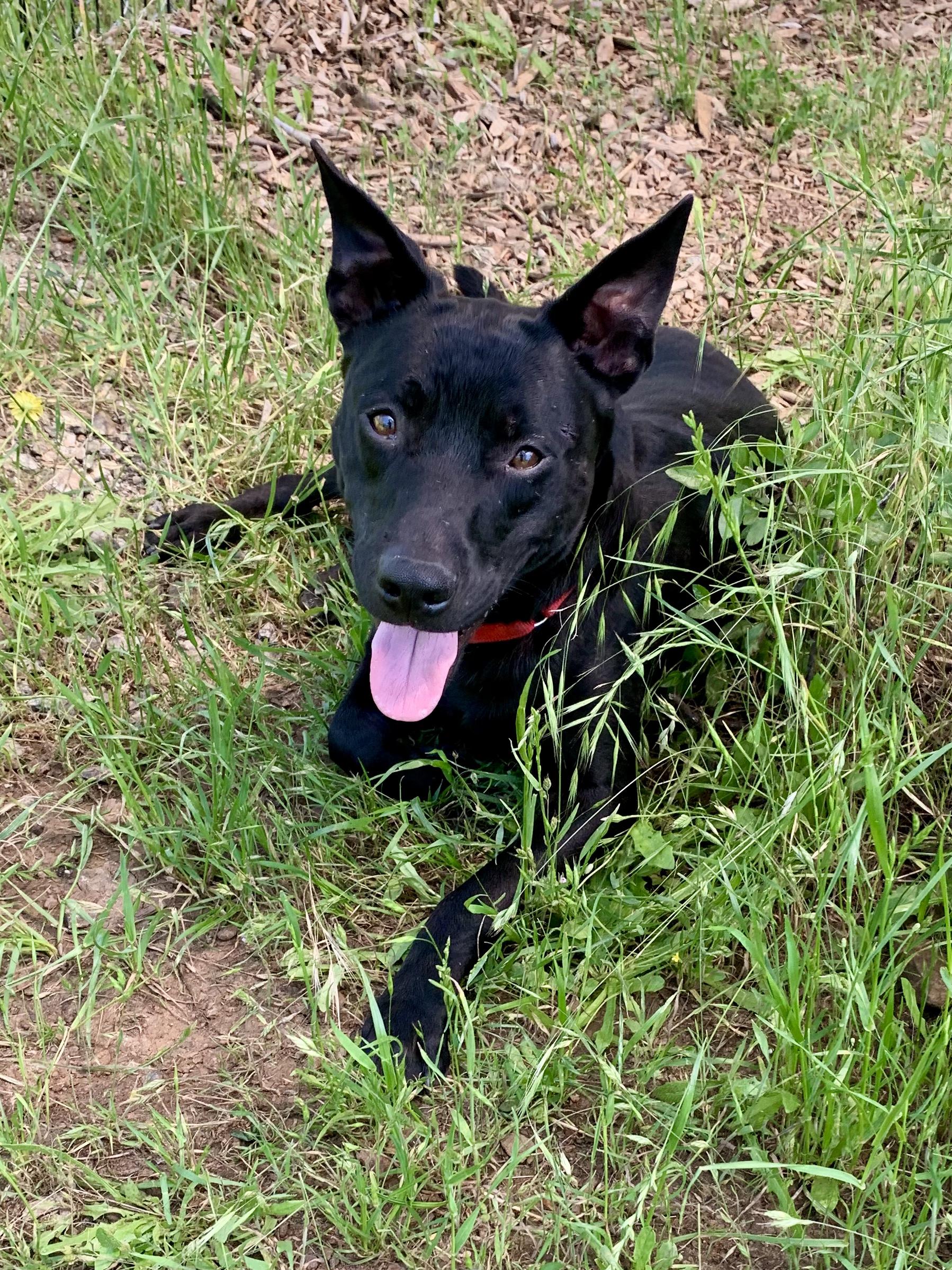 Enlarge Getz, a ADOPTABLE mixed breed in Grass Valley, CA image 3/6