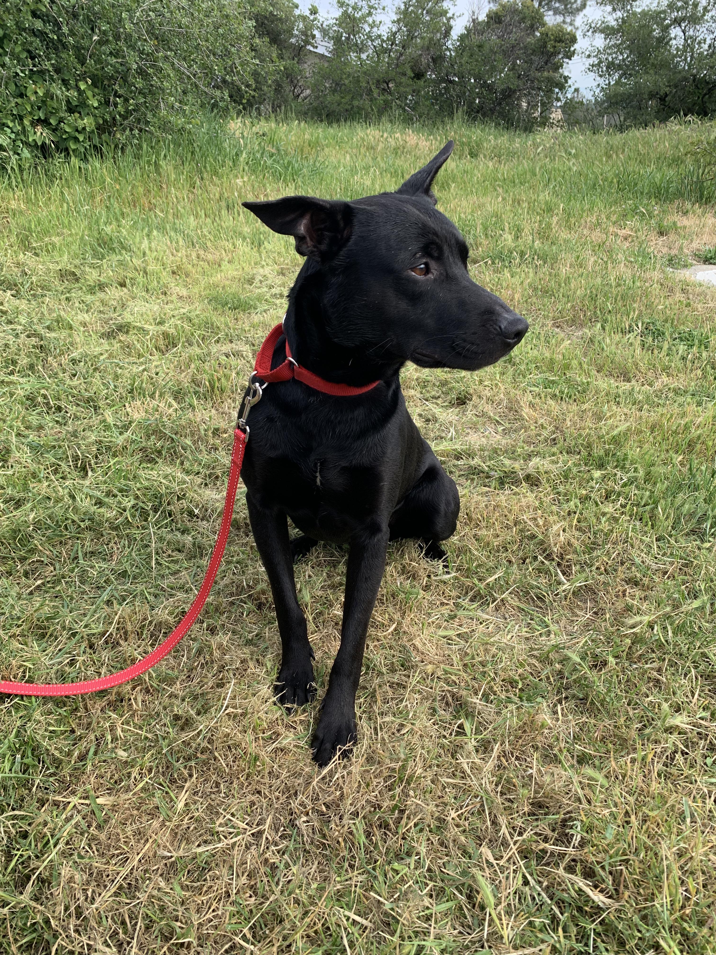 Enlarge Getz, a ADOPTABLE mixed breed in Grass Valley, CA image 3/6