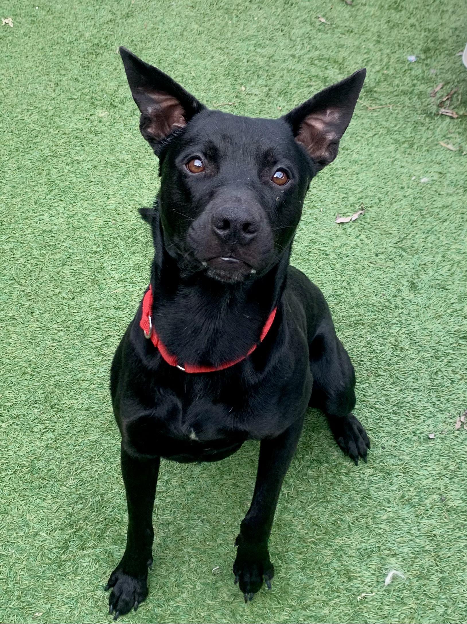 Enlarge Getz, a ADOPTABLE mixed breed in Grass Valley, CA image 1/2