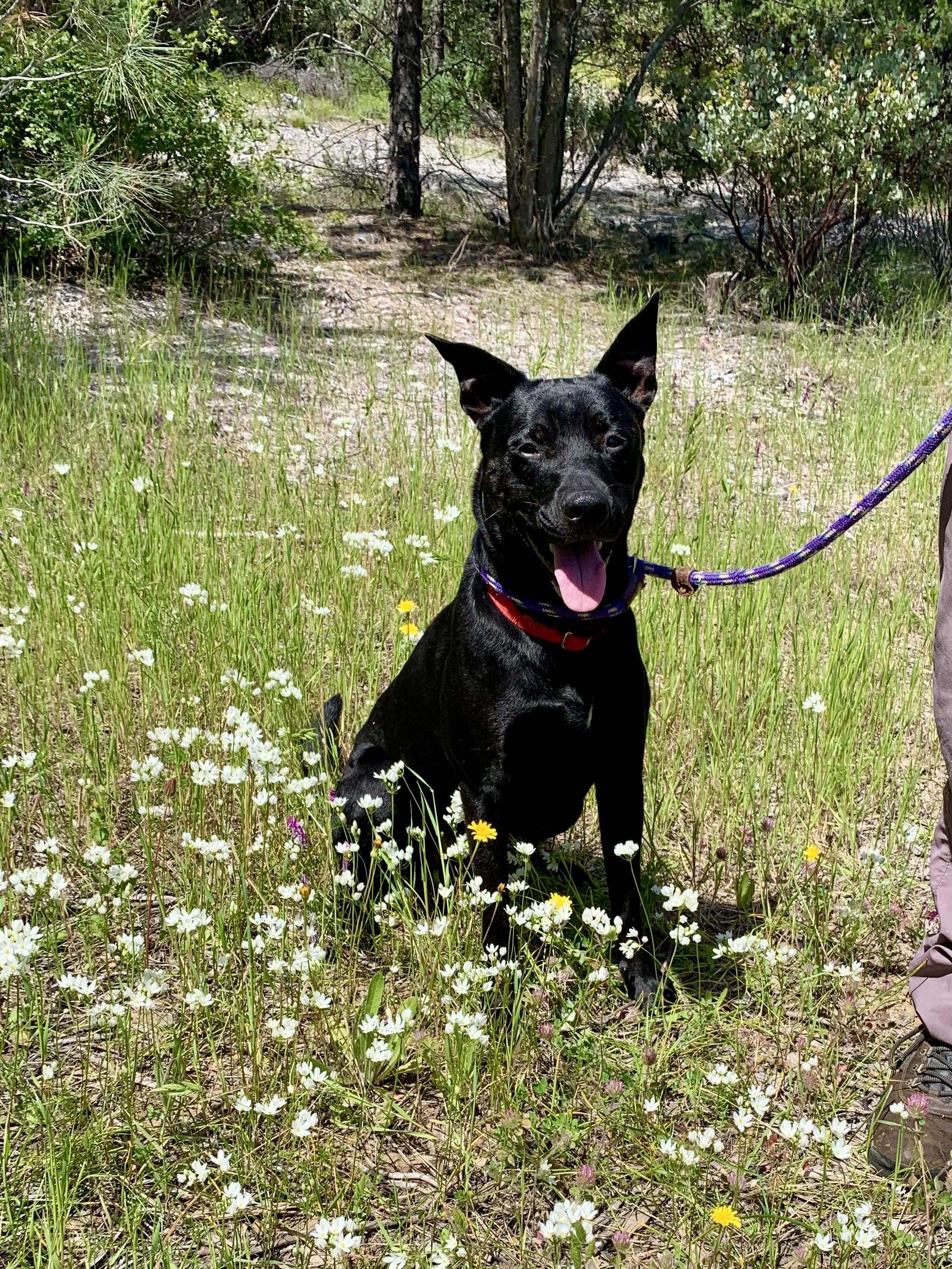 Getz, ADOPTABLE, Young Male Shepherd & Black Labrador Retriever.