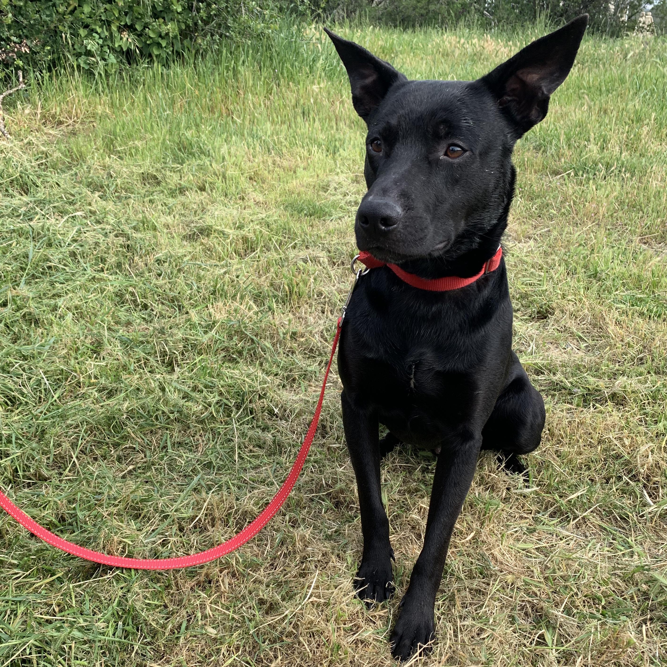 Enlarge Getz, a ADOPTABLE mixed breed in Grass Valley, CA image 2/6