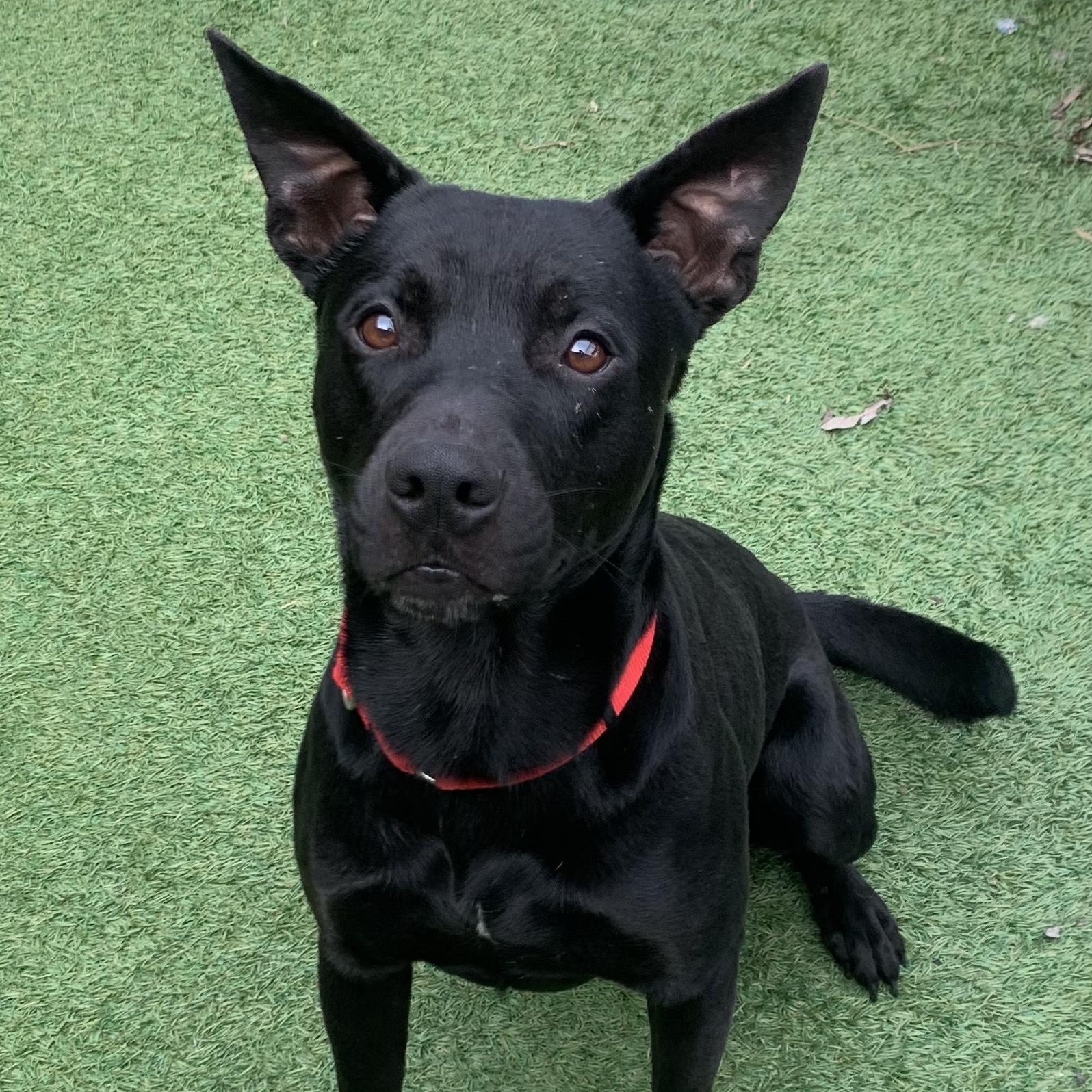 Getz, ADOPTABLE, Adult Male Labrador Retriever.