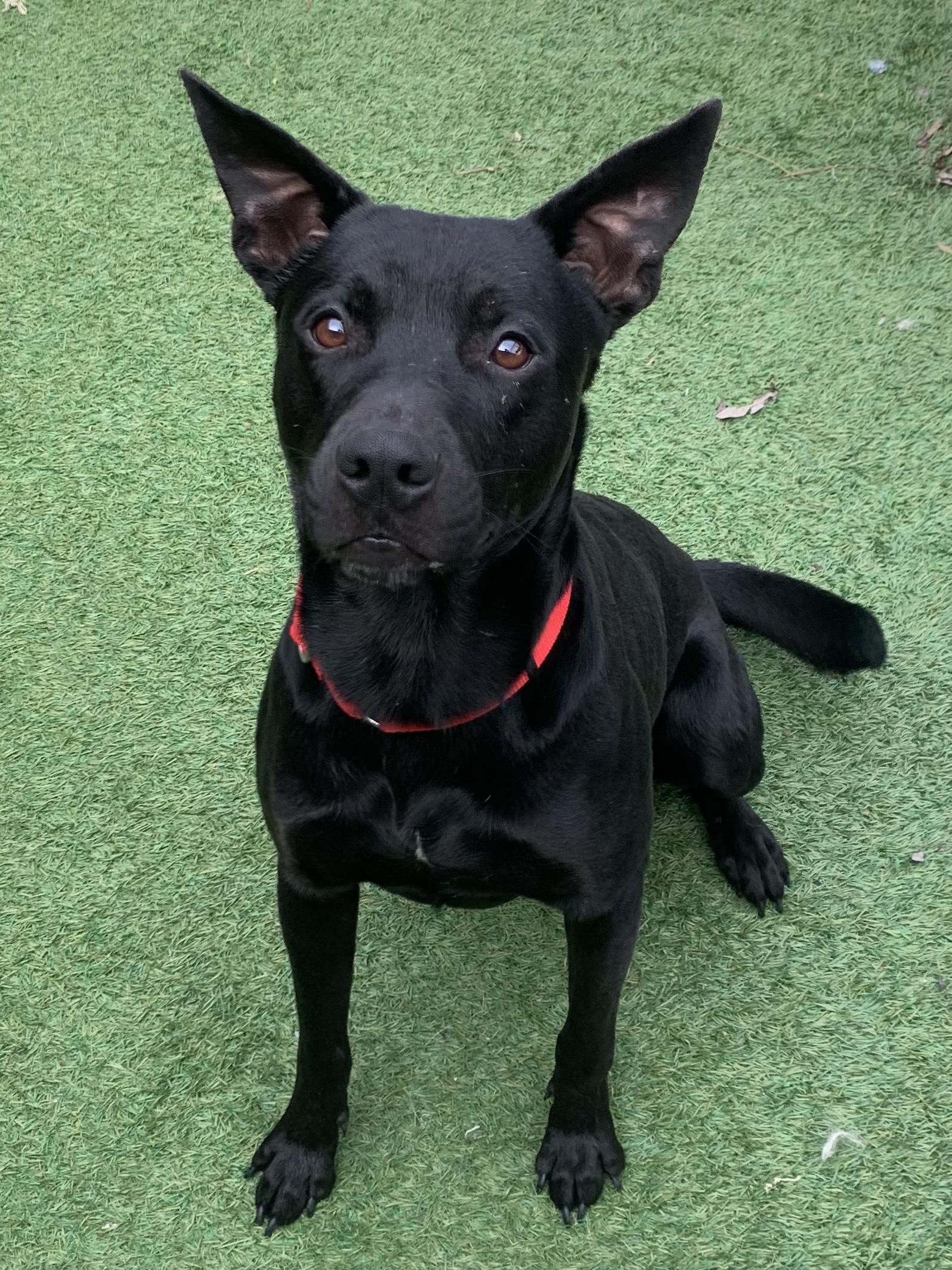 Enlarge Getz, a ADOPTABLE mixed breed in Grass Valley, CA image 2/2