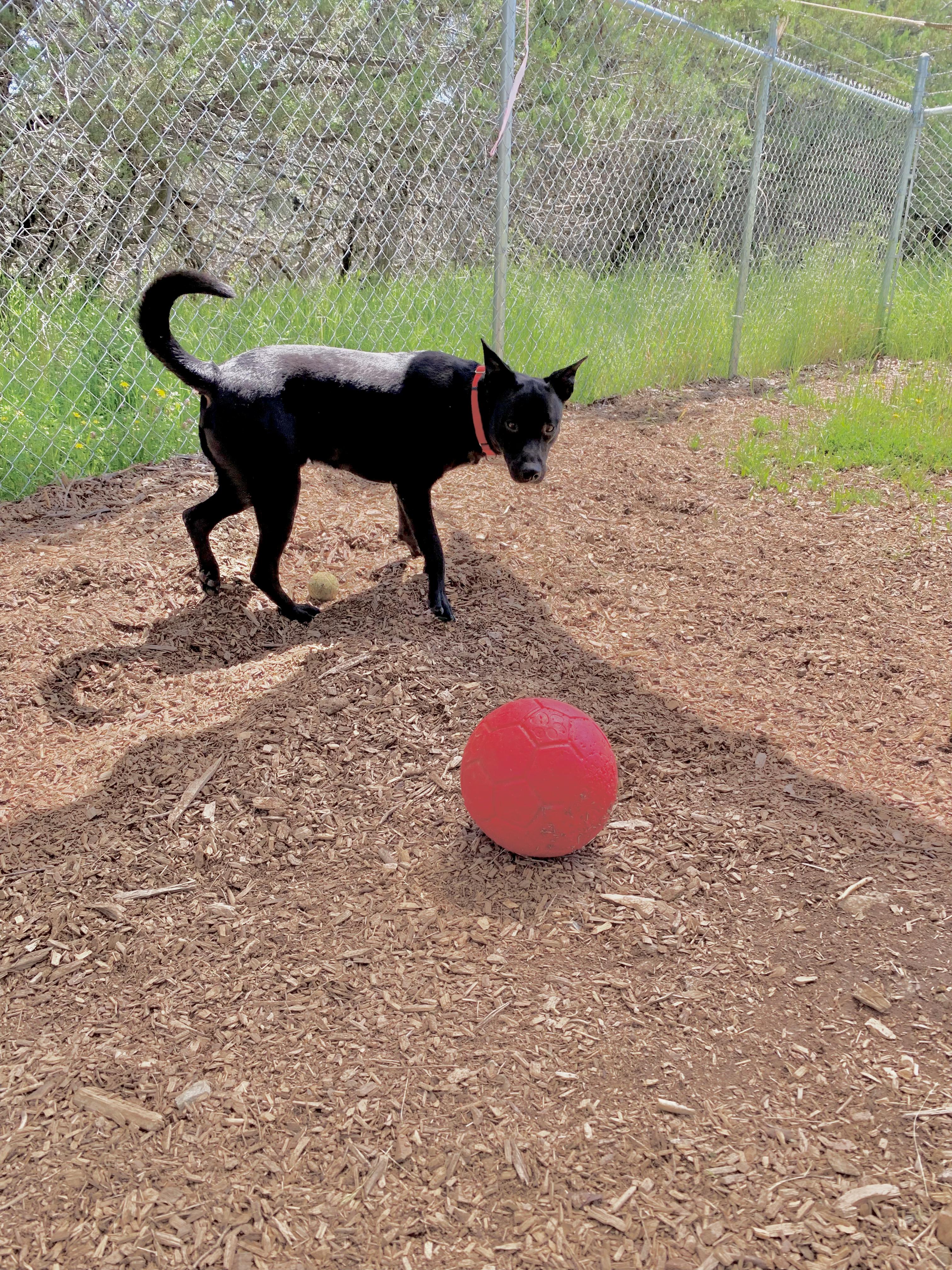 Enlarge Getz, a ADOPTABLE mixed breed in Grass Valley, CA image 6/6