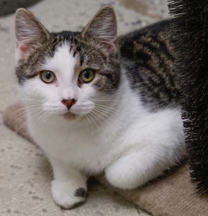 Enlarge Munchkin, a Adoptable Domestic Short Hair in Baraboo, WI image 1/3