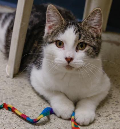 Enlarge Munchkin, a Adoptable Domestic Short Hair in Baraboo, WI image 2/3