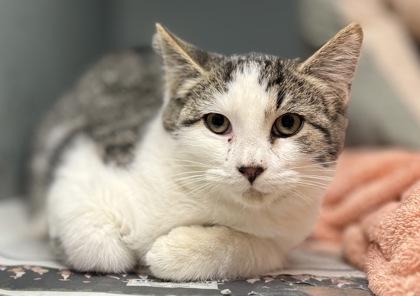 Enlarge Munchkin, a Adoptable Domestic Short Hair in Baraboo, WI image 3/3