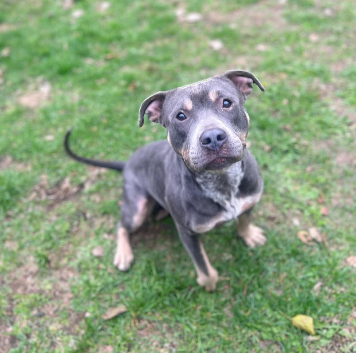 Enlarge Homer, a Adopted mixed breed in merrillville, IN image 1/4