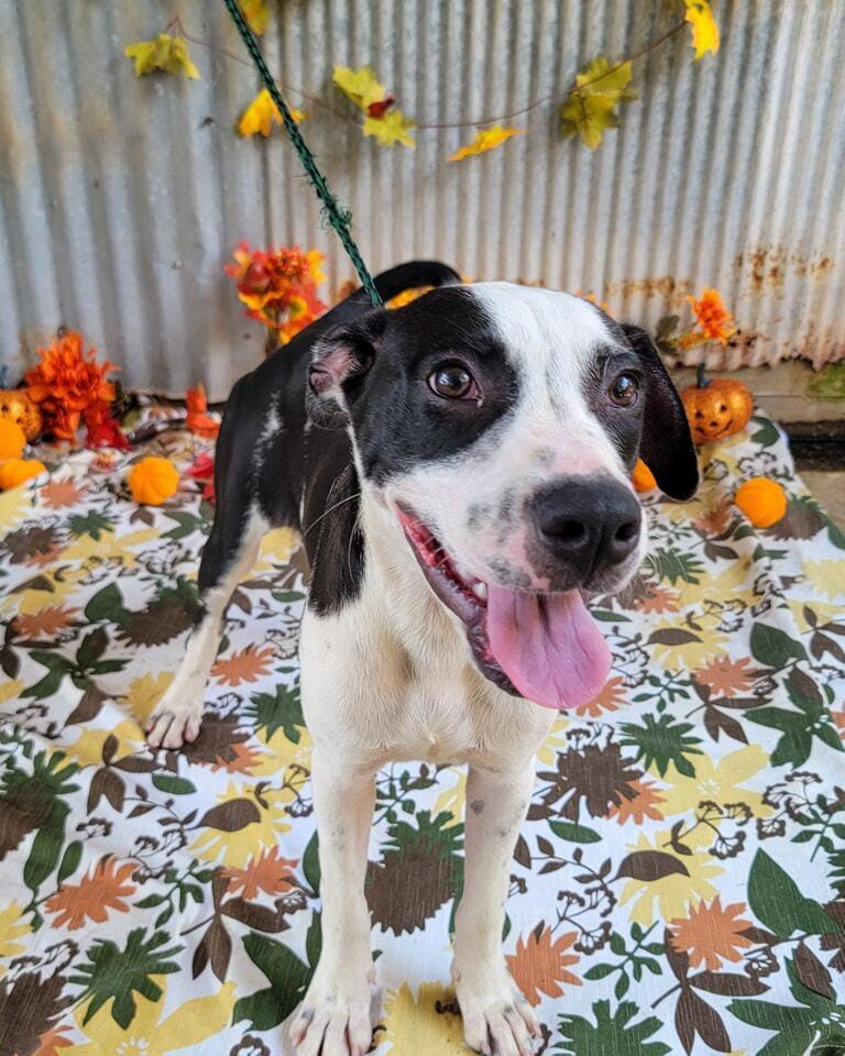 Chennault, Adoptable, Adult Male Pit Bull Terrier.