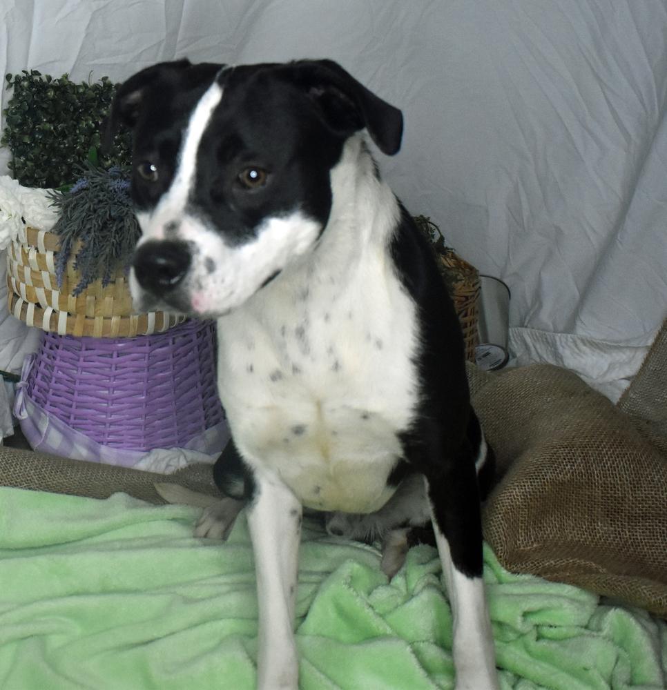 Enlarge Chennault, a Adoptable mixed breed in Monroe, LA image 2/4