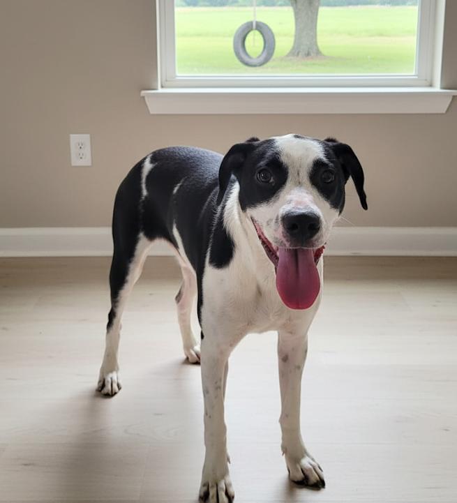 Enlarge Chennault, a Adoptable mixed breed in Monroe, LA image 3/4