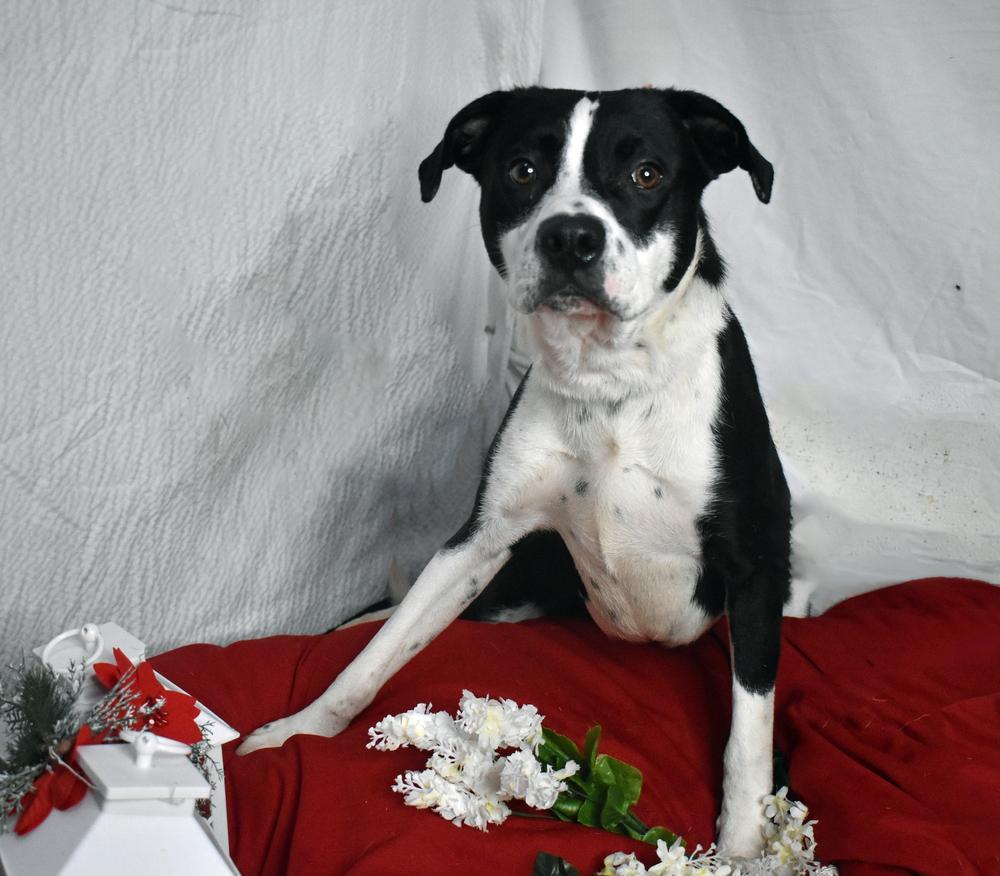 Enlarge Chennault, a Adoptable mixed breed in Monroe, LA image 4/4